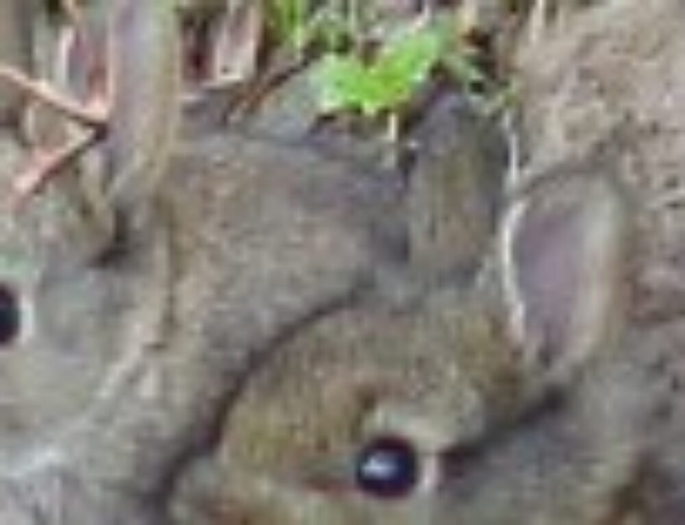 Knertjes In Koewacht Knertje knertjes-in-koewacht-knertje